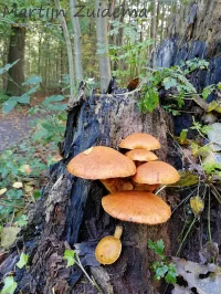 Prachtvlamhoed [Gymnopilus junonius]